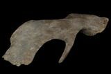 Hadrosaur Jugal (Cheek) Bone - Montana #97809-3